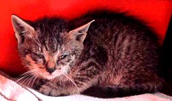 Katzenelend