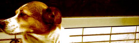 tierheim wanningsm�hle