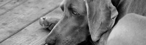 tierheim wanningsm�hle