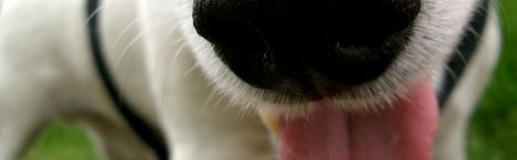 tierheim wanningsm�hle