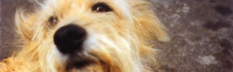 tierheim wanningsm�hle