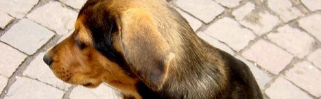 tierheim wanningsm�hle