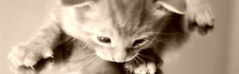 tierheim wanningsm�hle