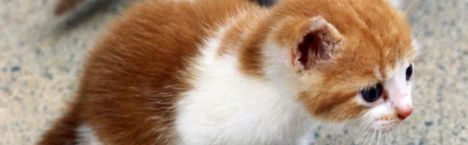 tierheim wanningsm�hle