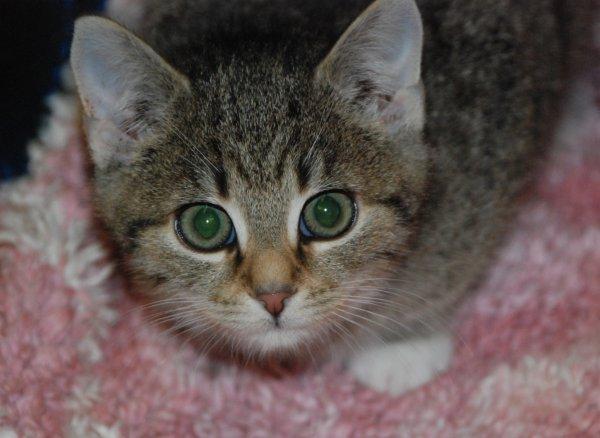 Katzenpflegekraft mit Erfahrung
