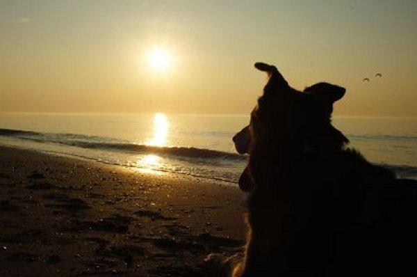 Schon jetzt den Urlaub mit Hund planen