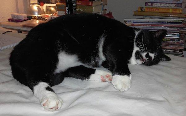 Felix aus 36266 Heringen