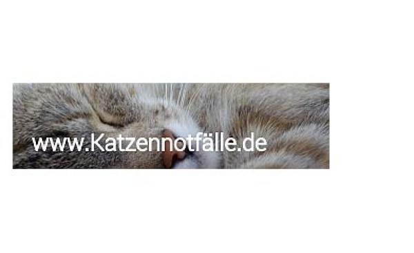 Katzennotflle