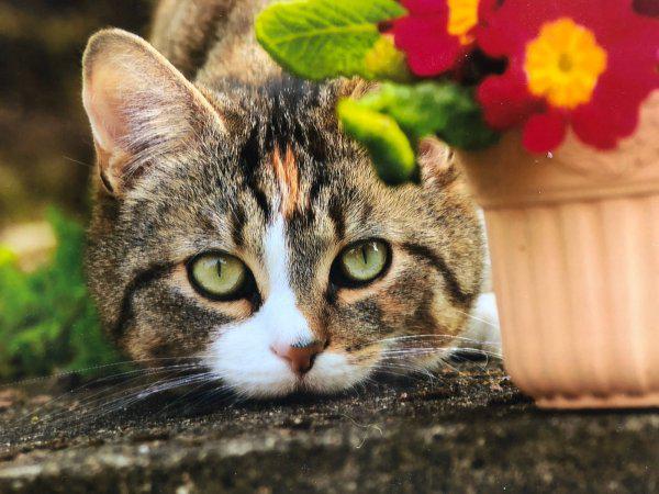 Abby aus Schmalwasser