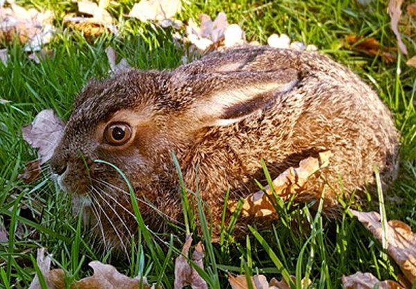 Frhlingserwachen in der Natur