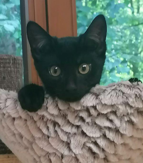 hpt