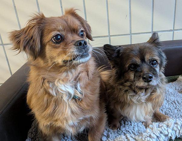 Lily und Gordy RESERVIERT