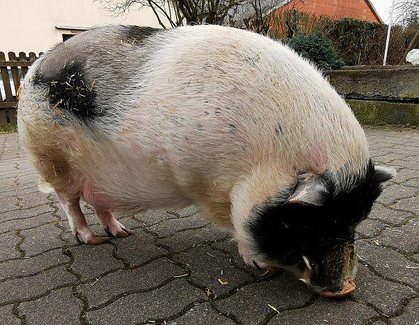 Sepp und Gustl
