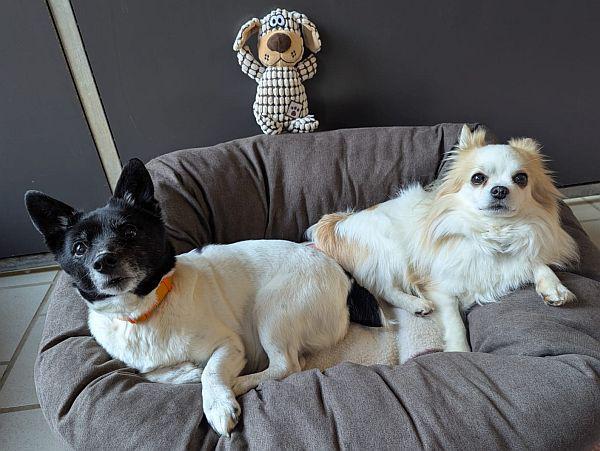 Chiko & Trixie RESERVIERT