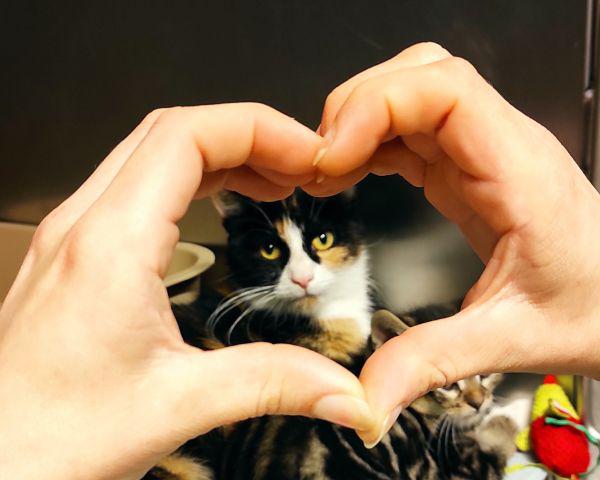 Welttierschutztag