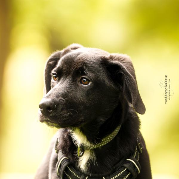 Balou