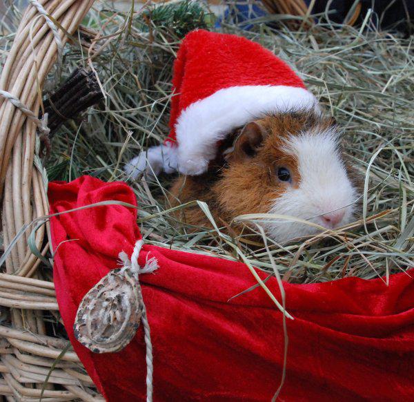 Sonntag 30.11.25 Weihnachtsmarkt Mnnerstadt