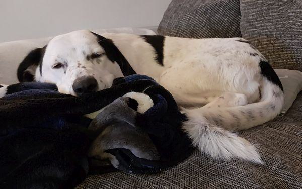 Zora Vermittlungshilfe