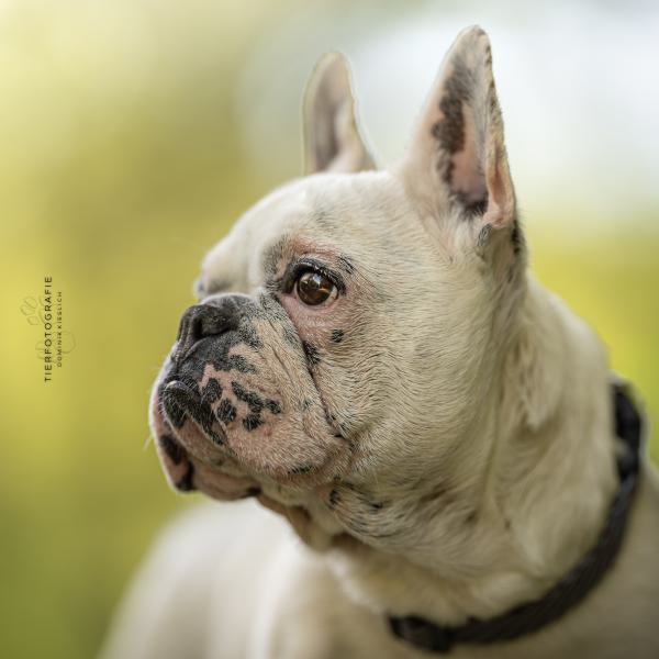 Maggie