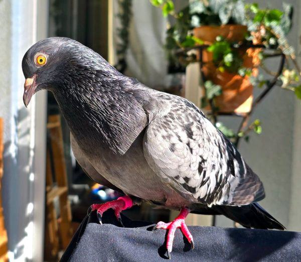 Paloma