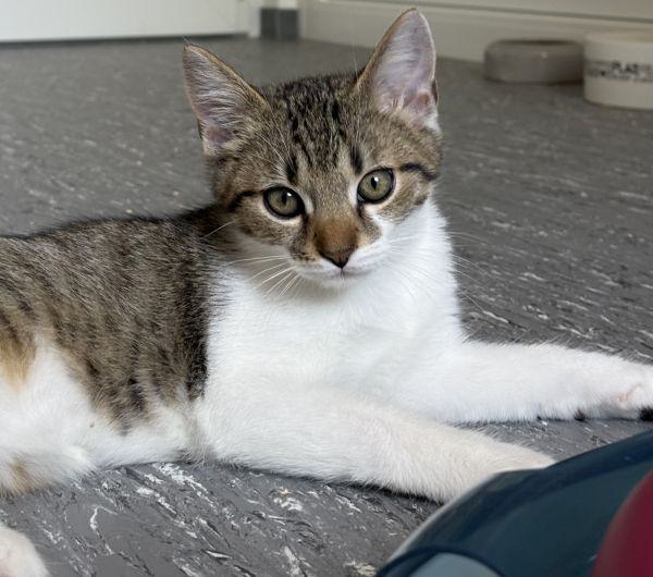 Simon