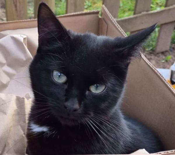 Kater Jackson