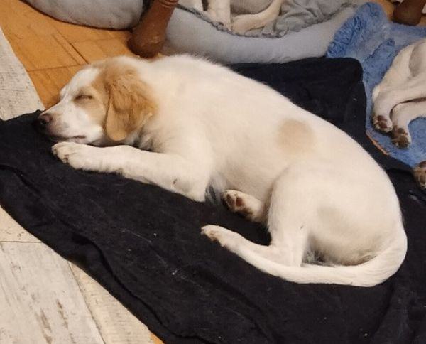 Molly