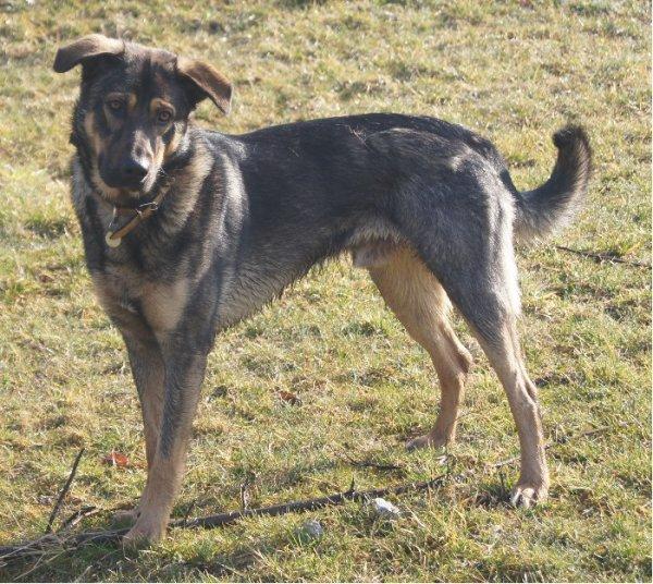 Schferhundmischling Buddy aus Bogen