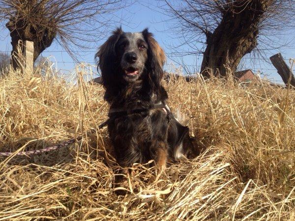 Zum Tag es Hunde: Augen auf beim Welpenkauf