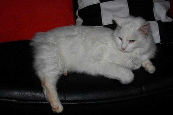 Kater Balou aus Hollstadt 