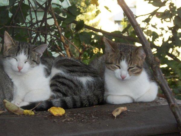 2 kastrierte Kater aus Elfershausen