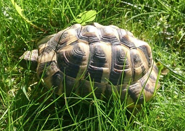 Landschildkrte